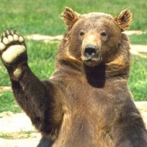 Meet your Posher, Bear